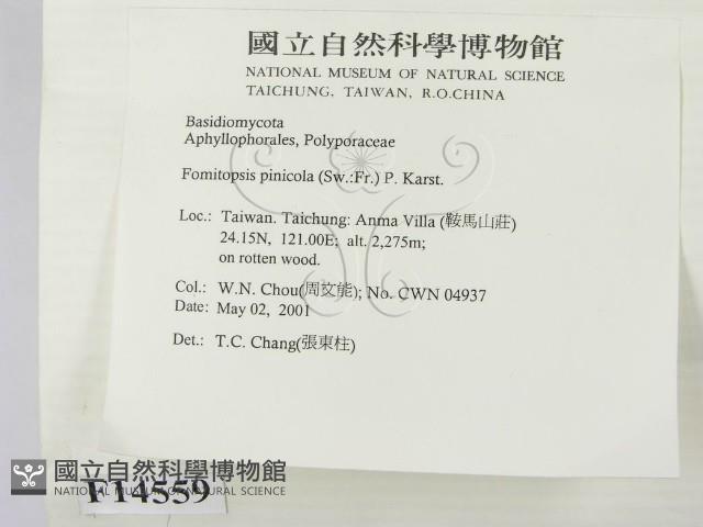 松生擬層孔菌藏品圖，第2張