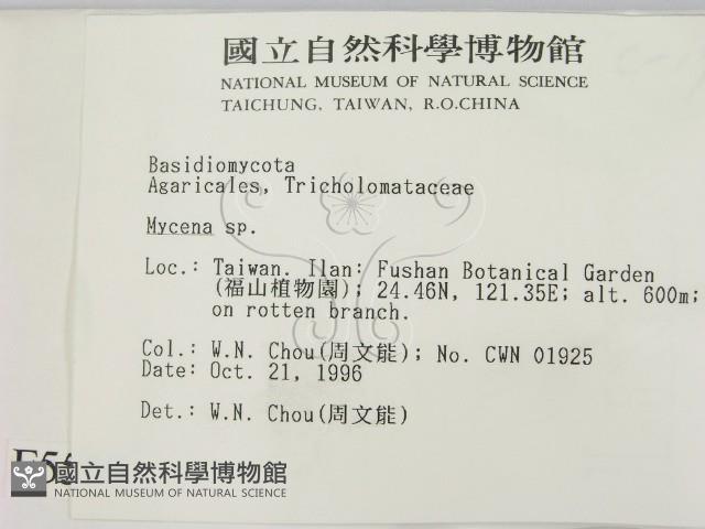 小菇屬藏品圖，第2張