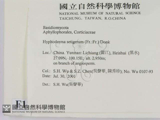 剛毛絲皮菌藏品圖，第2張