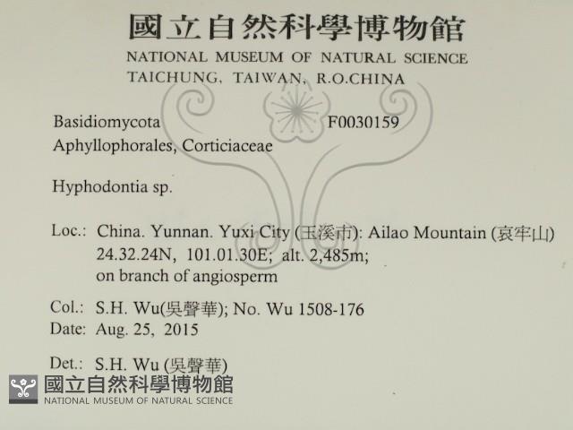 絲齒菌屬藏品圖，第2張