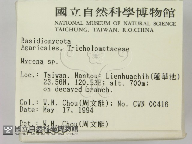 小菇屬藏品圖，第2張