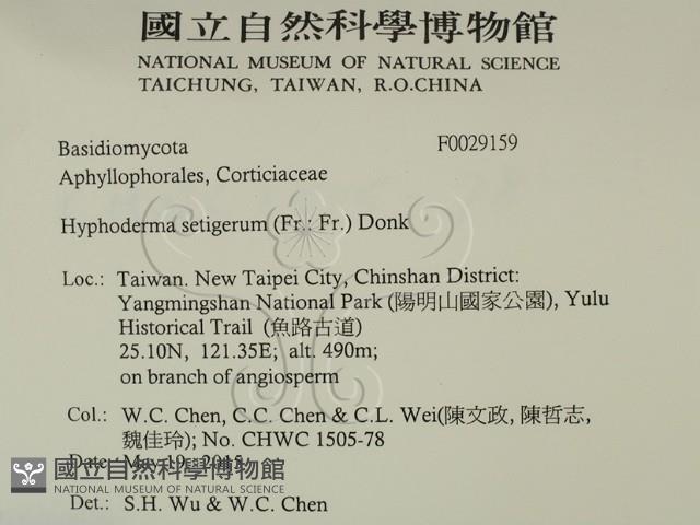 剛毛絲皮菌藏品圖，第2張