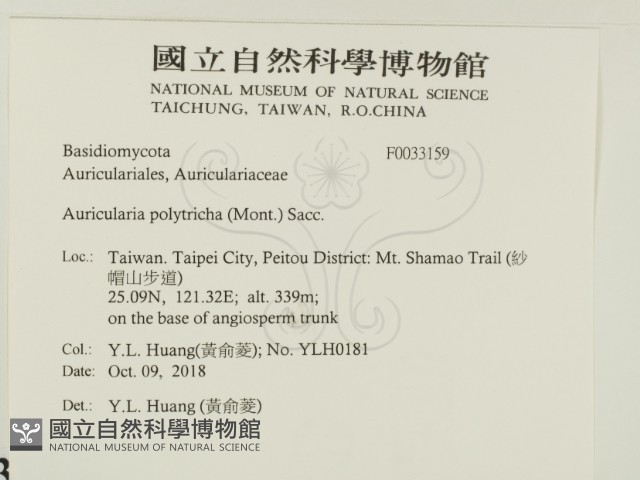 毛木耳藏品圖，第2張