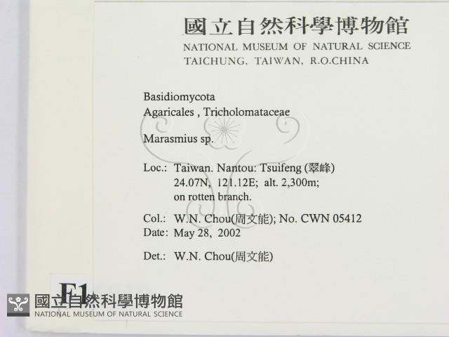 小皮傘屬藏品圖，第2張