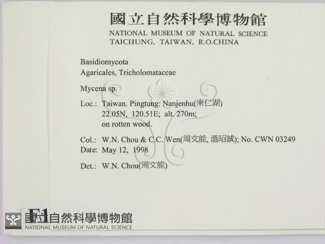 小菇屬藏品圖，第2張