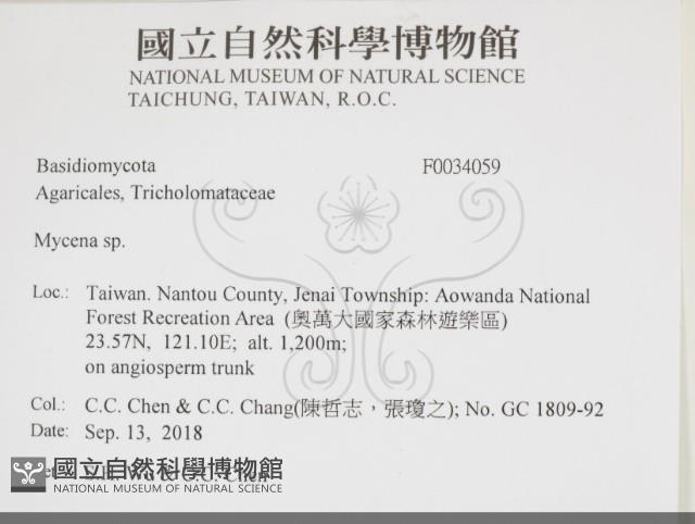 小菇屬藏品圖，第2張