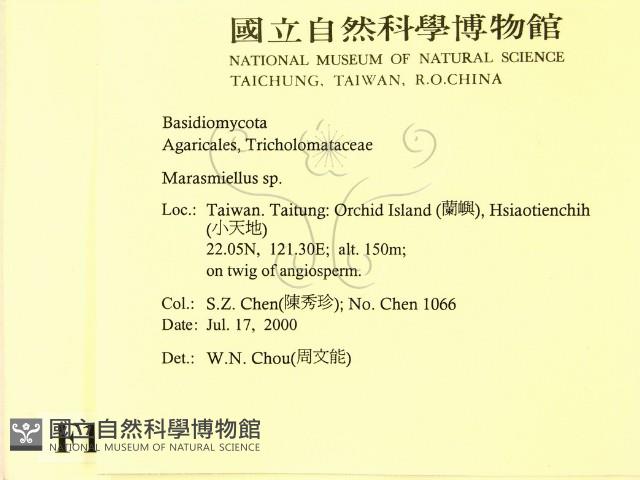 微皮傘屬藏品圖，第2張