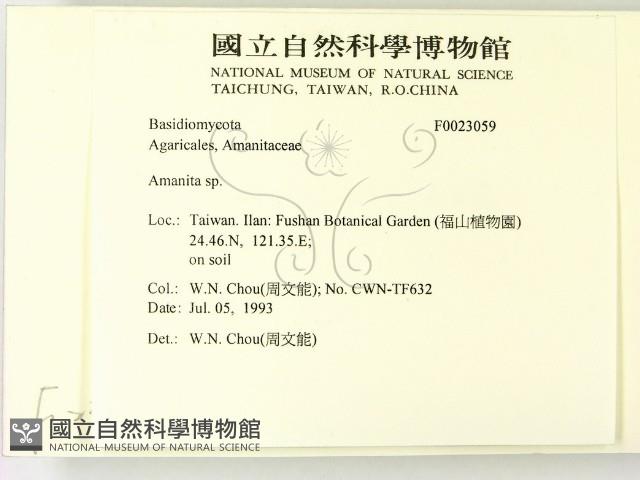 鵝膏屬藏品圖，第2張