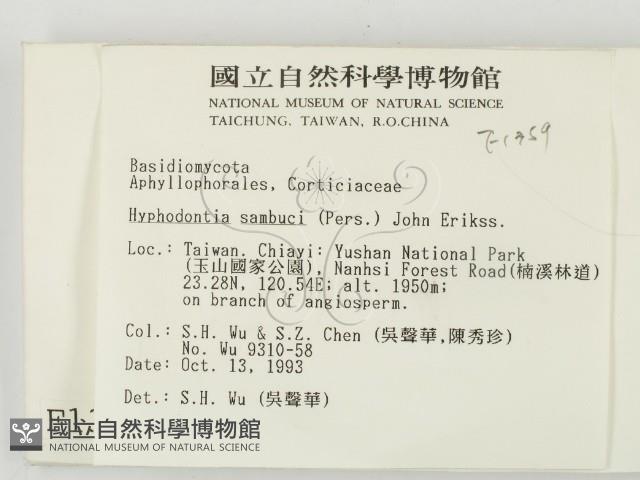 冇骨消絲齒菌藏品圖，第2張