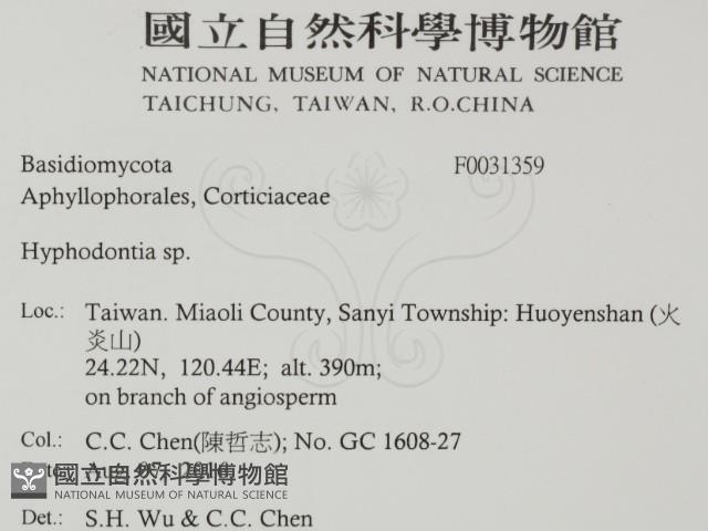 絲齒菌屬藏品圖，第2張