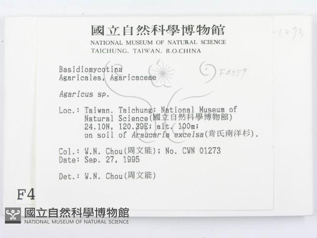傘菌屬藏品圖，第2張
