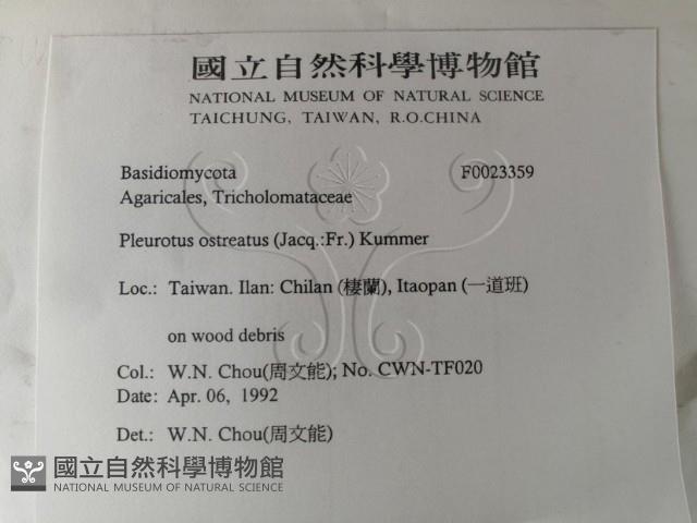 糙皮側耳藏品圖，第2張