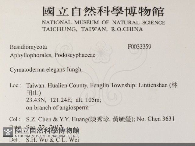優雅波邊革菌藏品圖，第2張