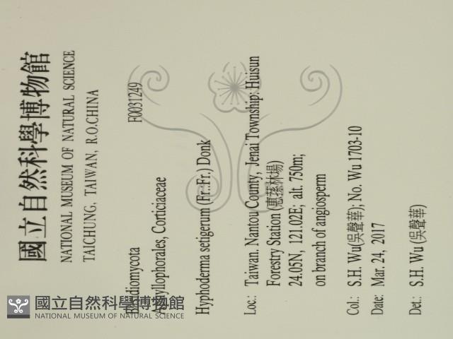 剛毛絲皮菌藏品圖，第2張