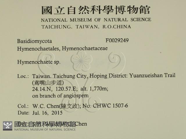刺革菌屬藏品圖，第2張