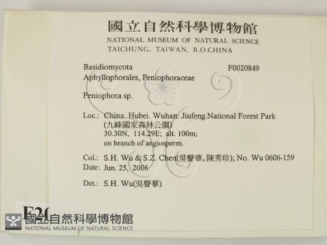 筍殼菌屬藏品圖，第2張