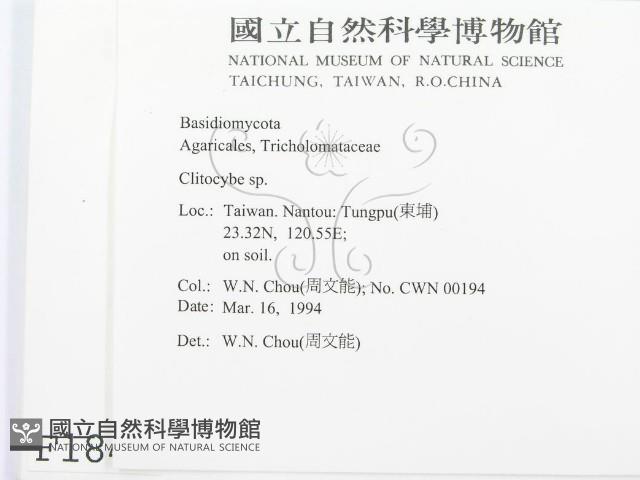 杯傘屬藏品圖，第2張