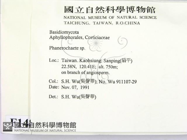 顯絲菌屬藏品圖，第2張