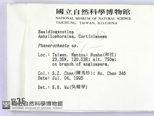 顯絲菌屬藏品圖，第2張