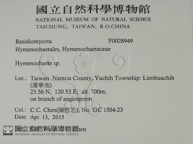 刺革菌屬藏品圖，第2張