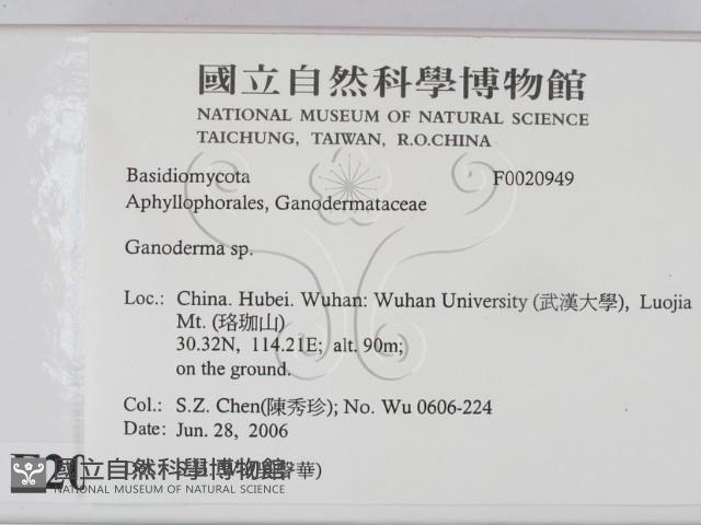 靈芝屬藏品圖，第2張
