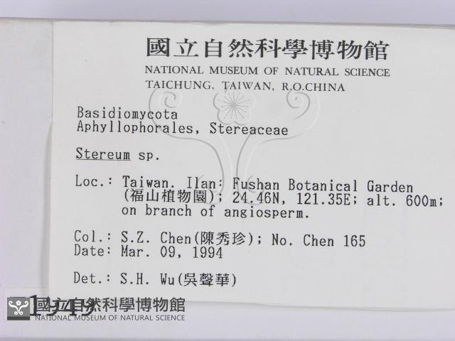 韌革菌屬藏品圖，第2張