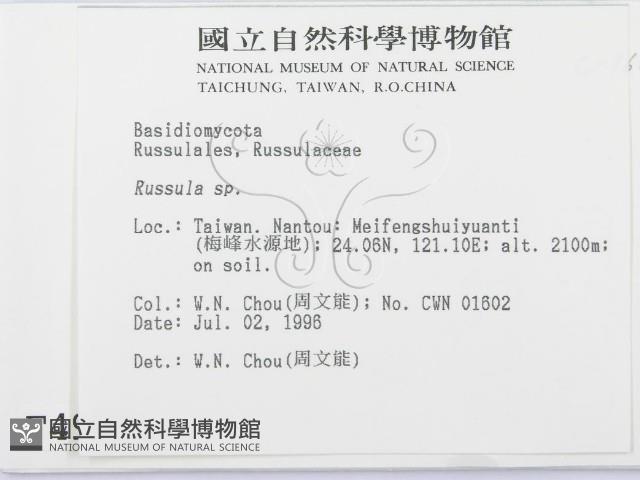 紅菇屬藏品圖，第2張