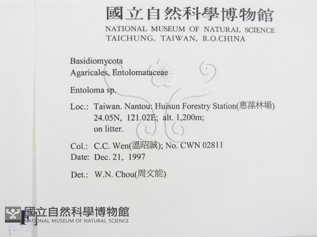 粉褶菌屬藏品圖，第2張