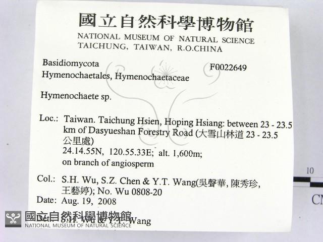 刺革菌屬藏品圖，第2張