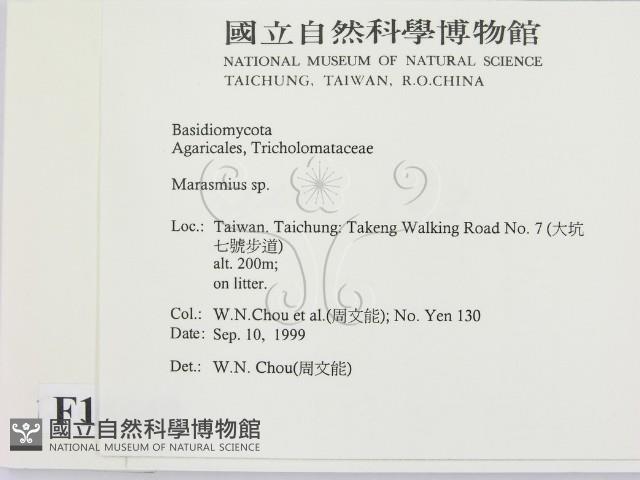 小皮傘屬藏品圖，第2張