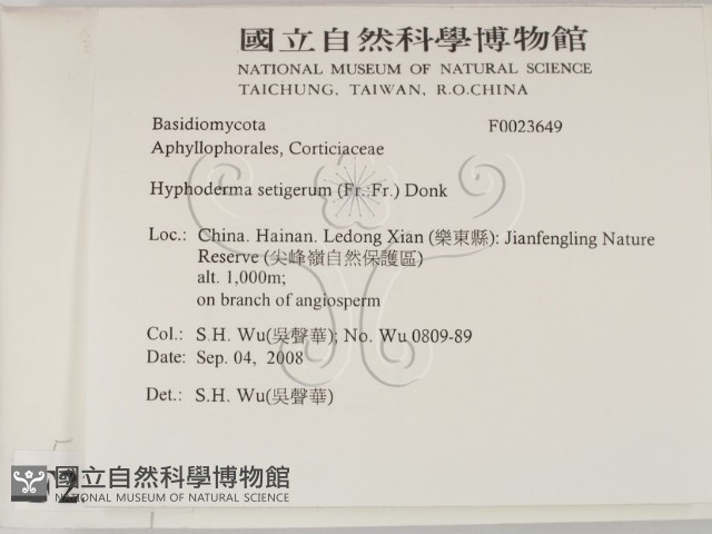 剛毛絲皮菌藏品圖，第2張