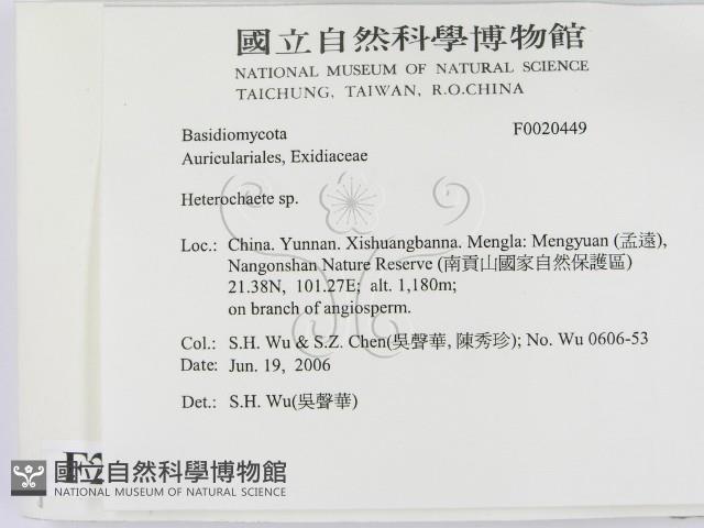 刺皮菌屬藏品圖，第2張