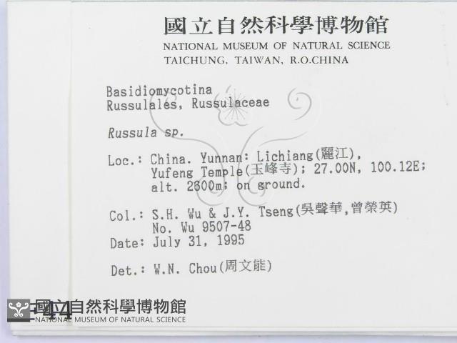 紅菇屬藏品圖，第2張