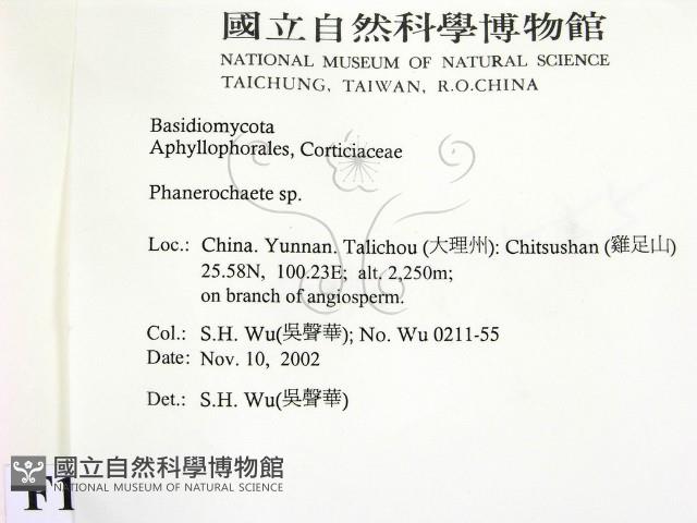 顯絲菌屬藏品圖，第2張