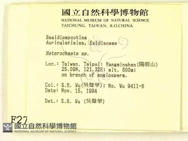 刺皮菌屬藏品圖，第2張