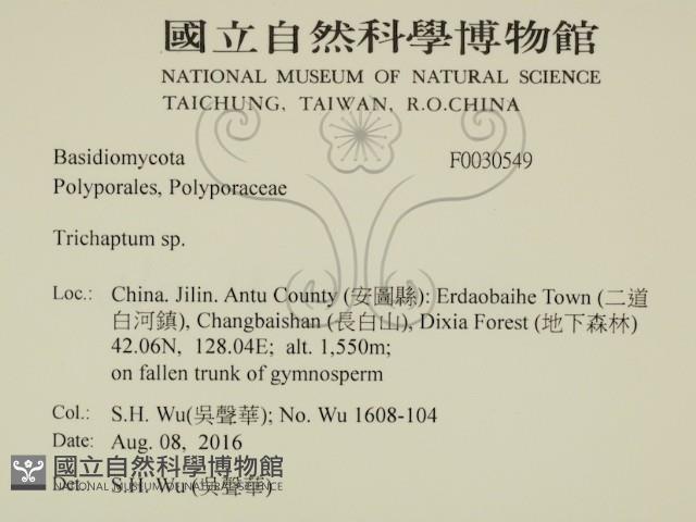 附毛菌屬藏品圖，第2張