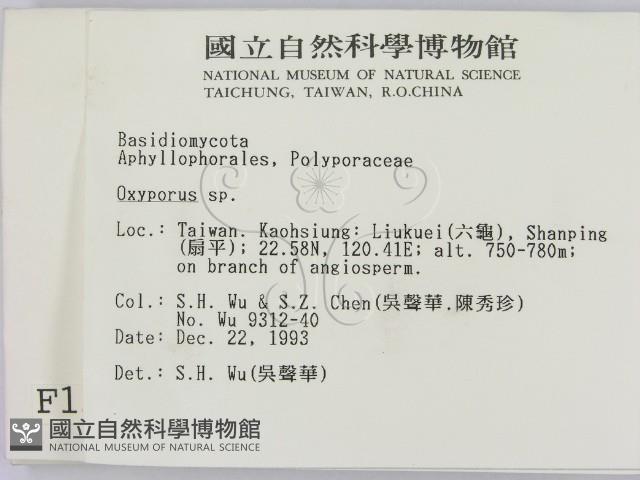 銳孔菌屬藏品圖，第2張