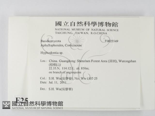 絲齒菌屬藏品圖，第2張