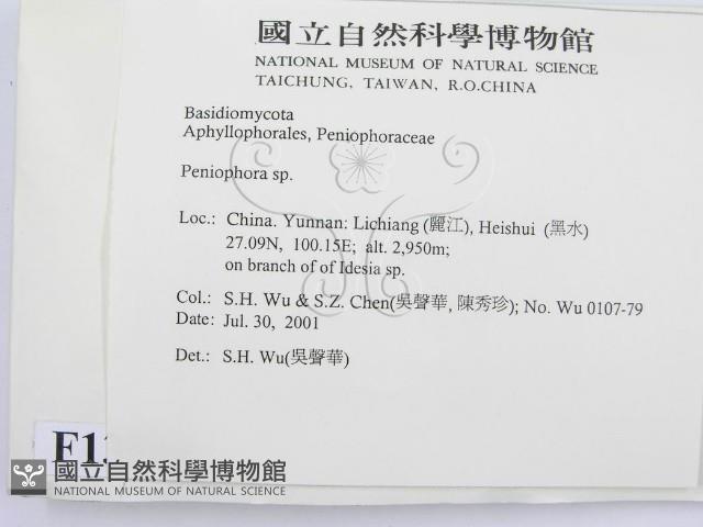 筍殼菌屬藏品圖，第2張