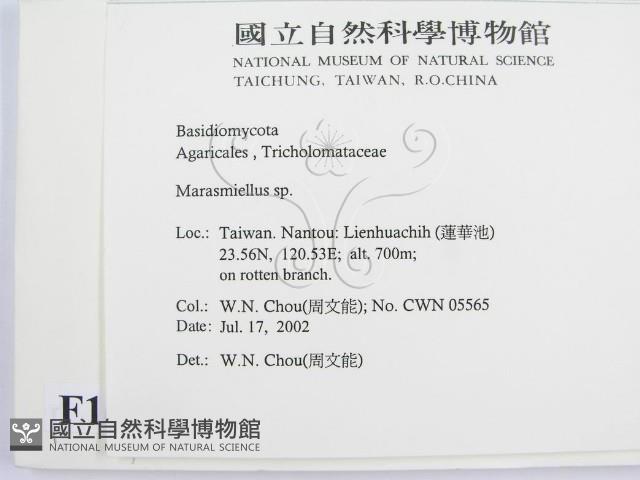 微皮傘屬藏品圖，第2張