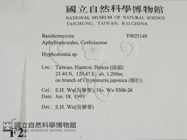 絲齒菌屬藏品圖，第2張