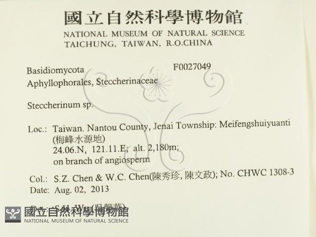 齒耳菌屬藏品圖，第2張