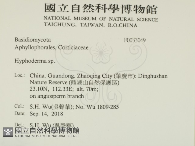 絲皮菌屬藏品圖，第2張