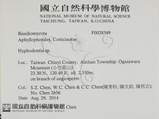 絲齒菌屬藏品圖，第2張