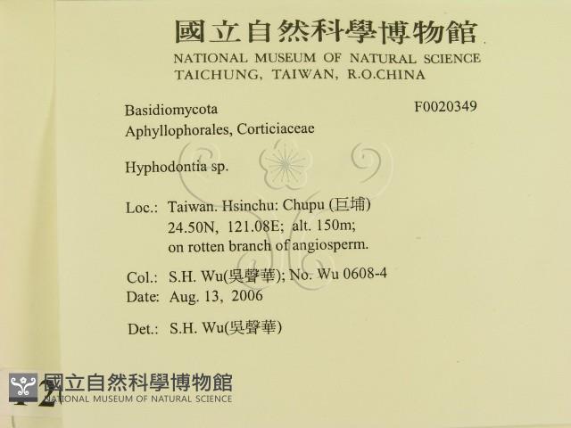 絲齒菌屬藏品圖，第2張