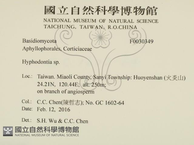 絲齒菌屬藏品圖，第2張