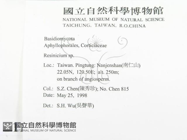 樹脂殼菌屬藏品圖，第2張