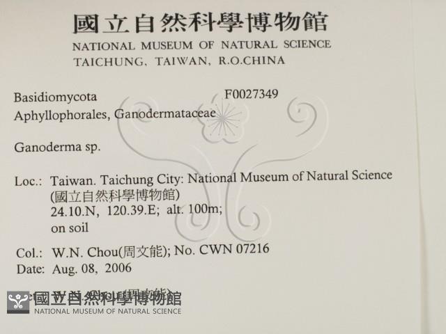 靈芝屬藏品圖，第2張