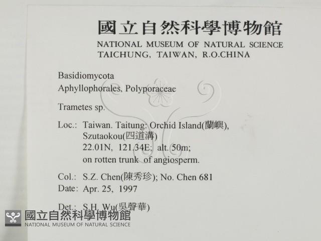 栓菌屬藏品圖，第2張