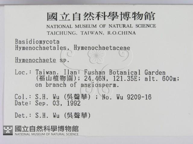 刺革菌屬藏品圖，第2張